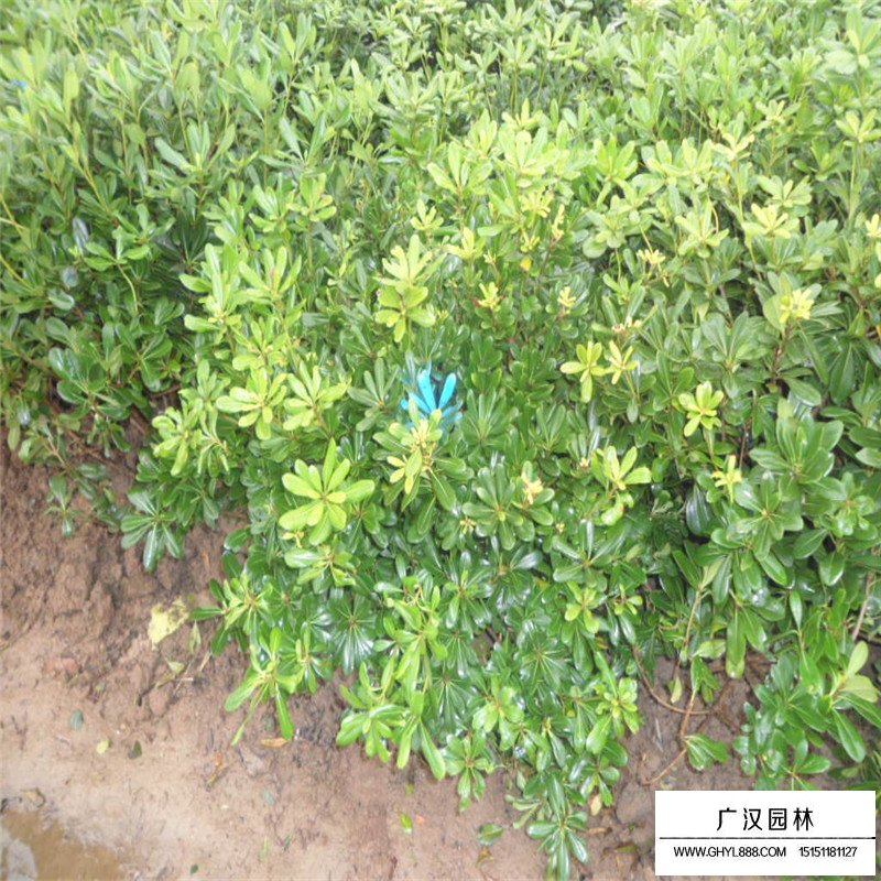 七里香沭阳基地