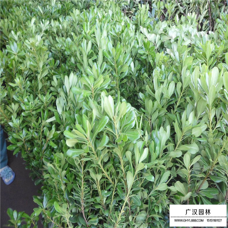 七里香沭阳基地