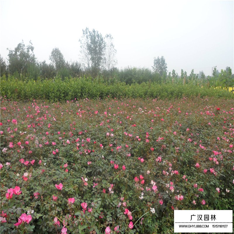蔷薇沭阳基地