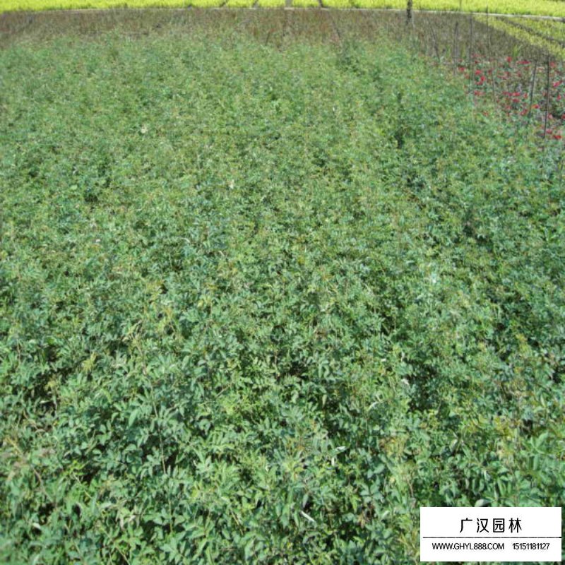 蔷薇沭阳基地