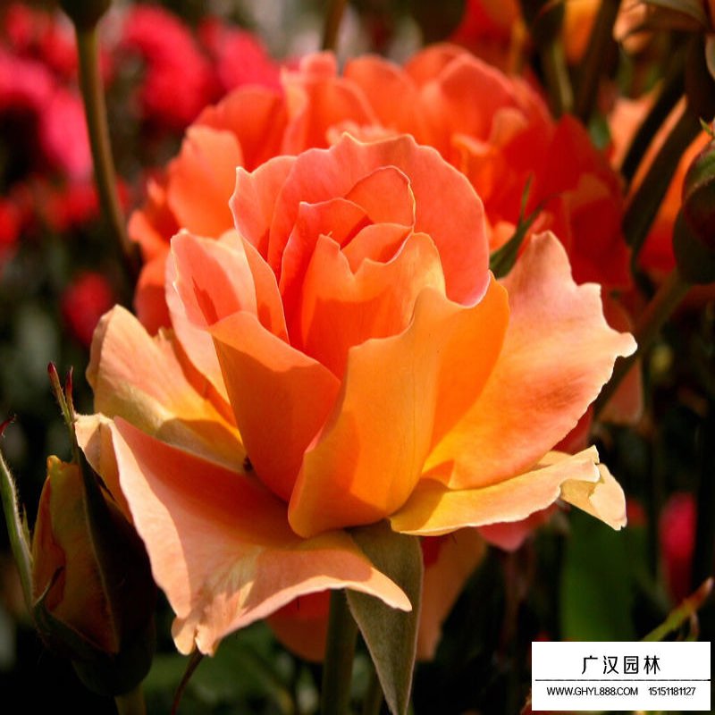 蔷薇沭阳基地
