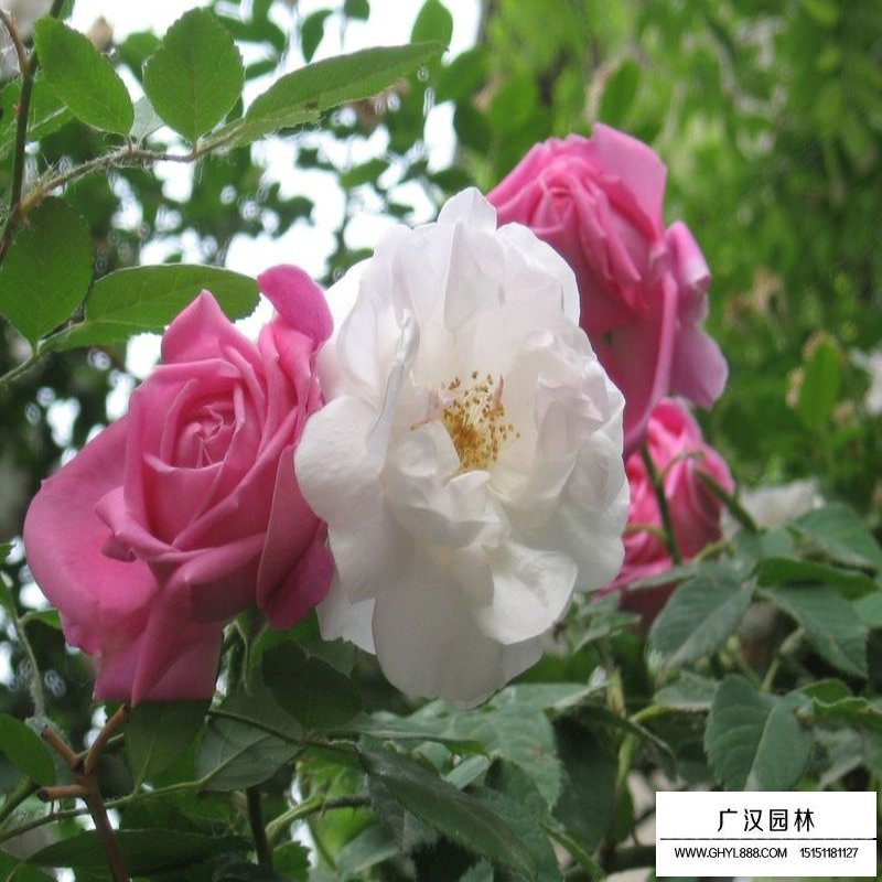 蔷薇沭阳基地