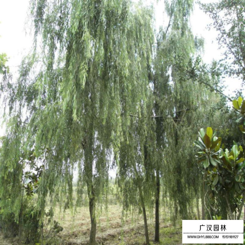 沭阳青皮垂柳基地