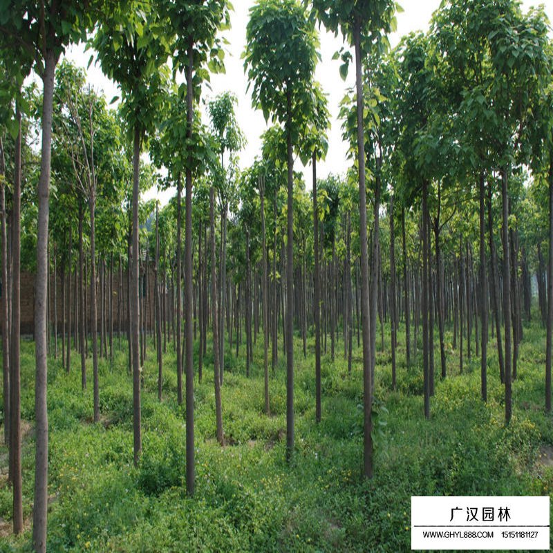 楸树基地