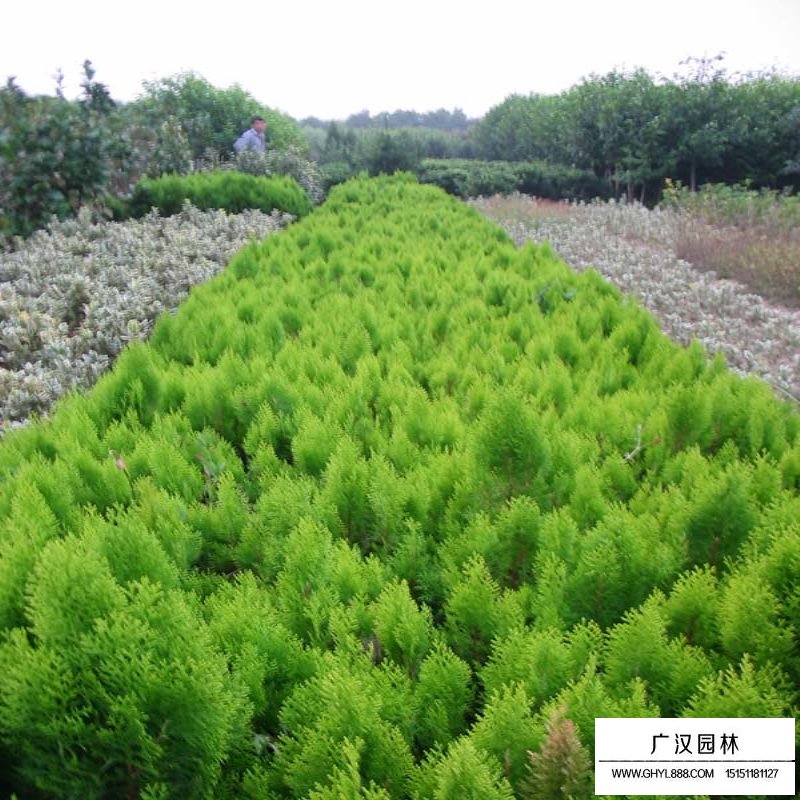 洒金柏价格