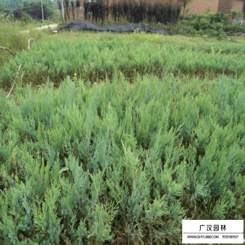 沙地柏价格