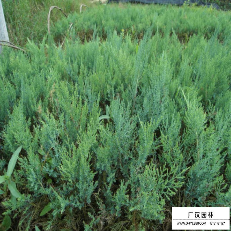 沙地柏价格