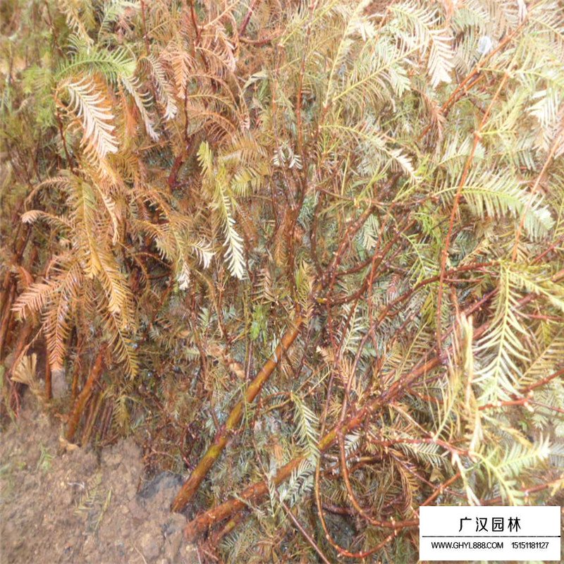 水杉-行道树类-绿化苗木_苗木批发_沭阳县广汉园林苗木场