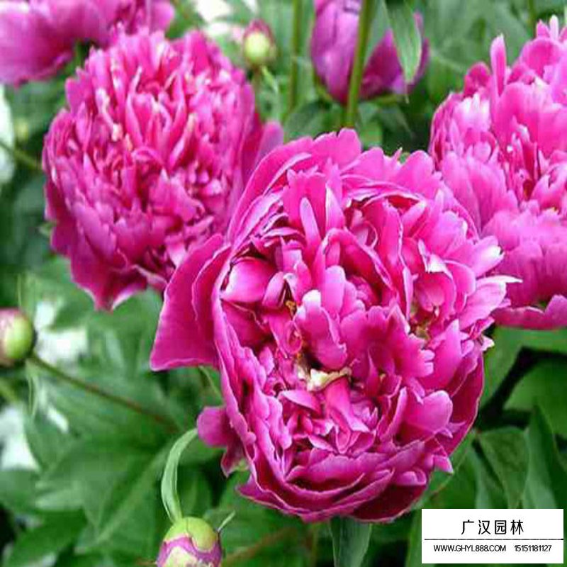 芍药