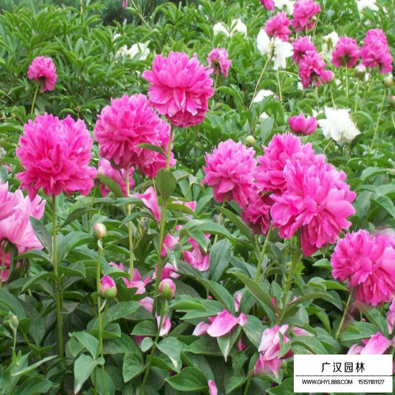 芍药