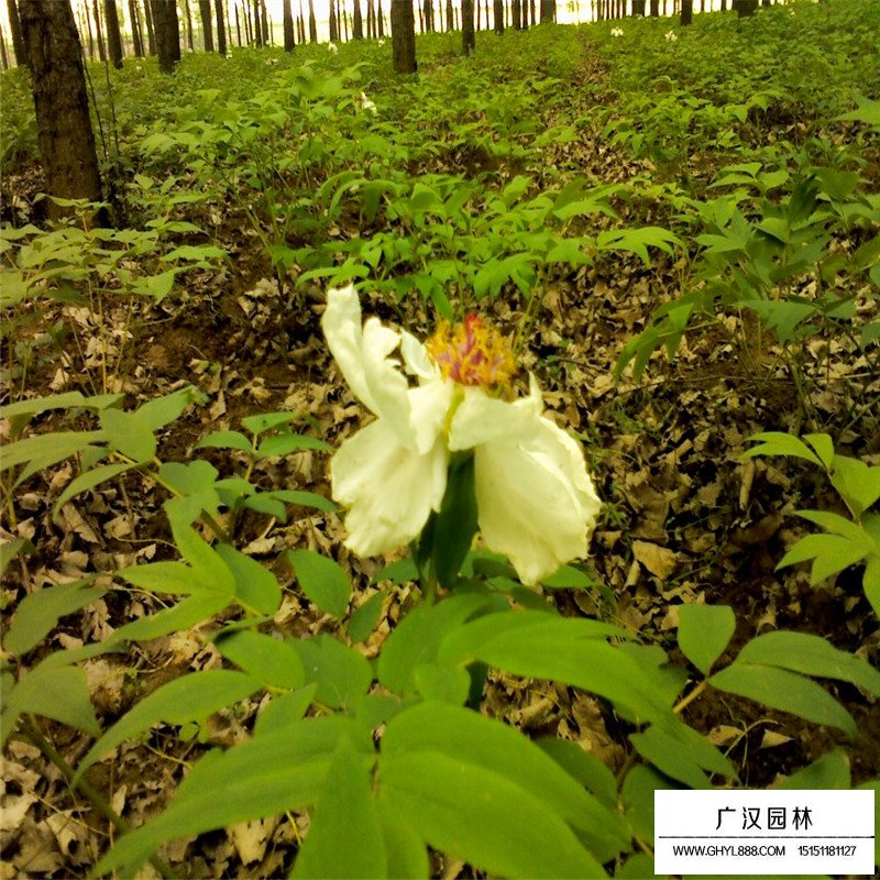 芍药
