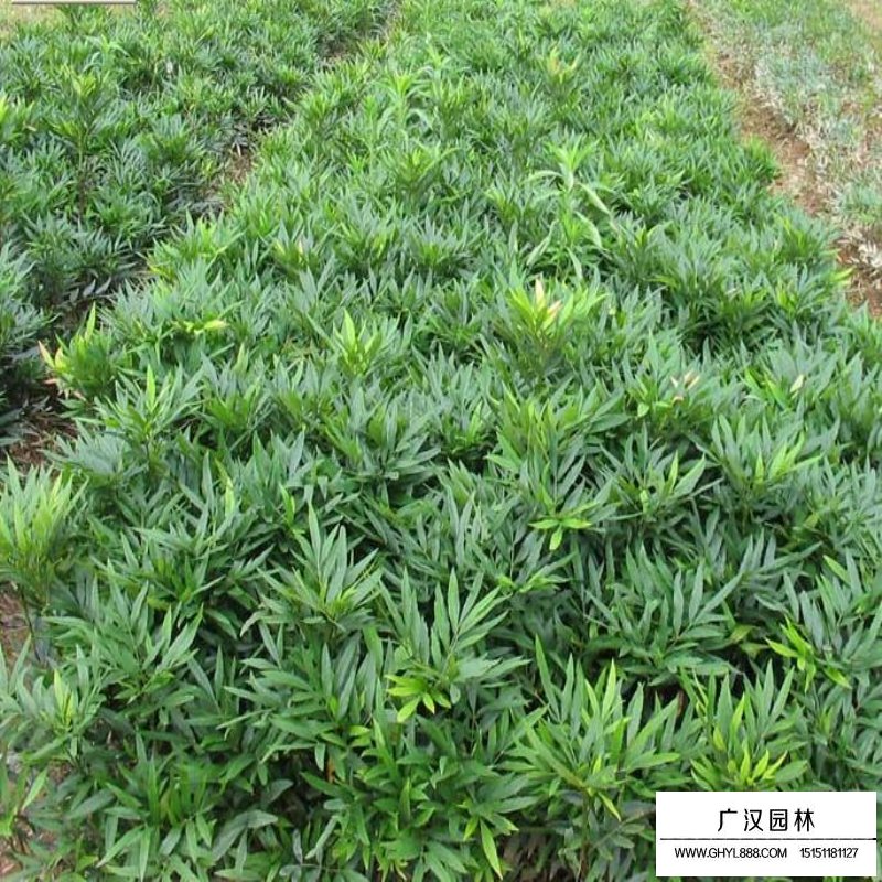 沭阳十大功劳价格