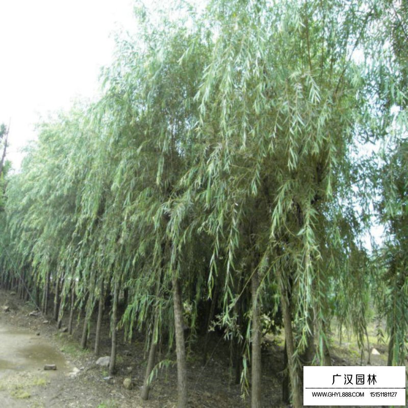 速生柳价格