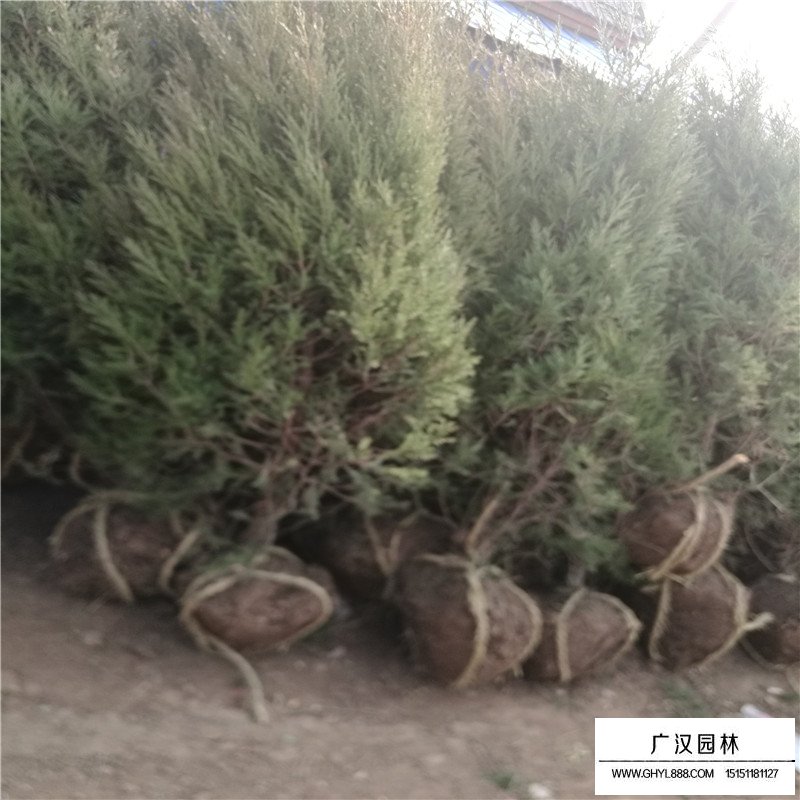 塔柏-松柏长青类-绿化苗木_苗木批发_沭阳县广汉园林苗木场