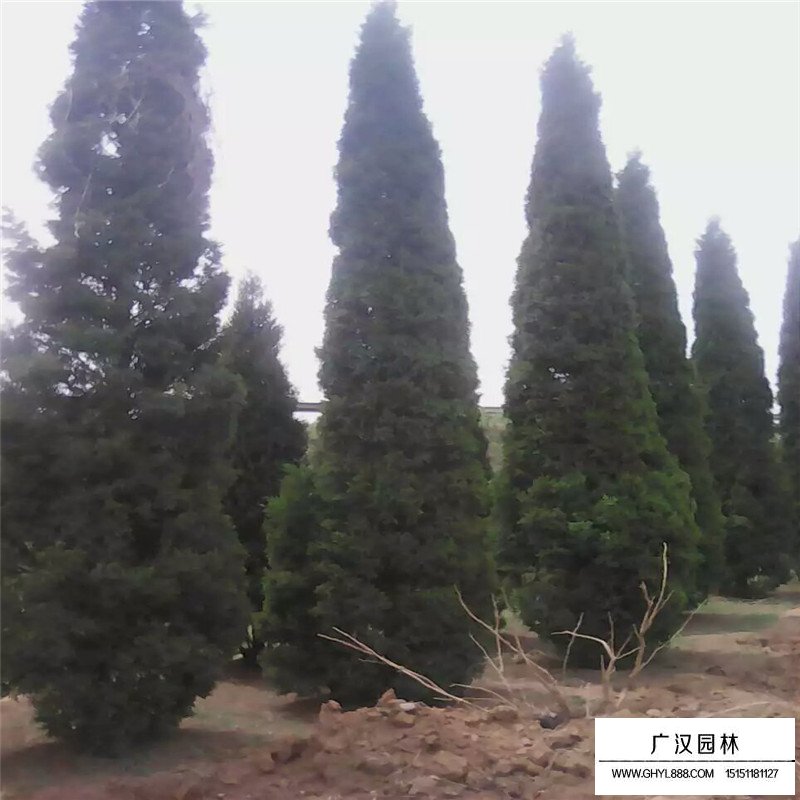 塔柏-松柏长青类-绿化苗木_苗木批发_沭阳县广汉园林苗木场