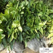 桃叶珊瑚