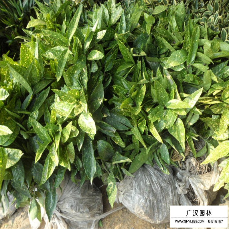 桃叶珊瑚基地