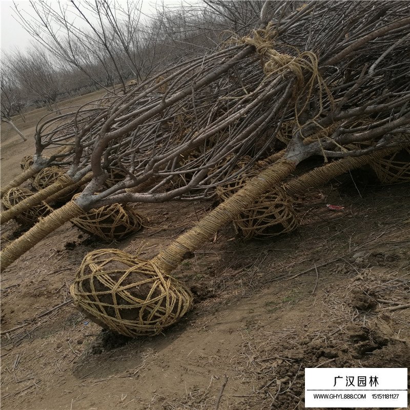 晚樱价格