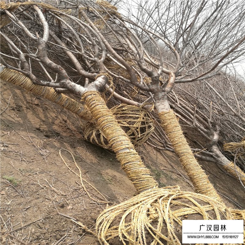 晚樱价格