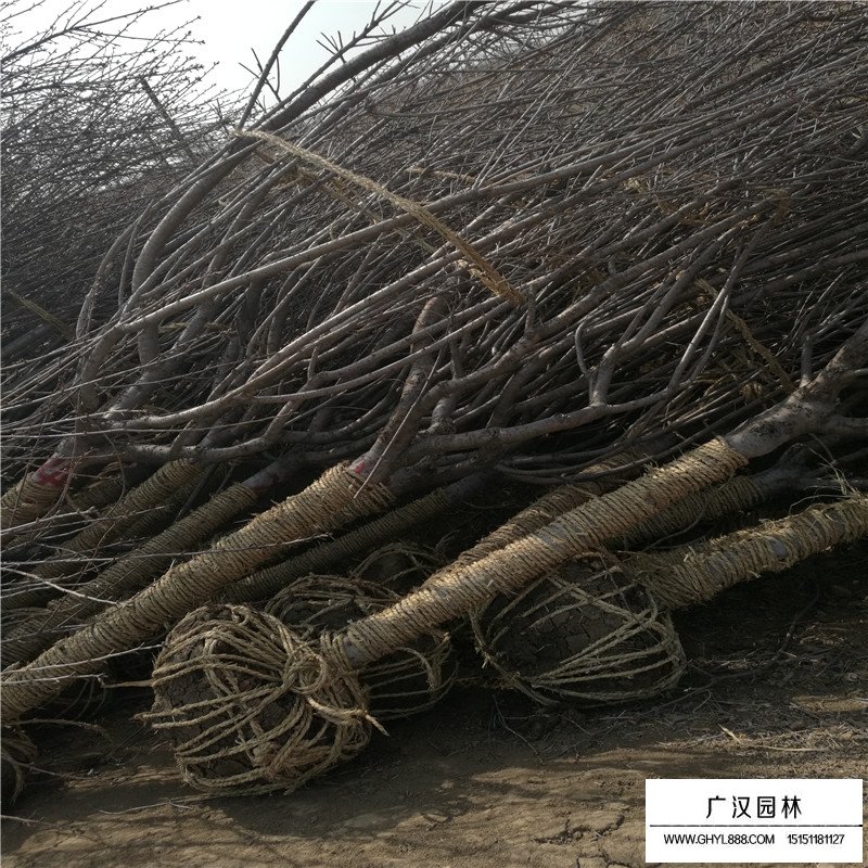 晚樱价格