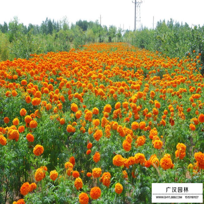 万寿菊价格