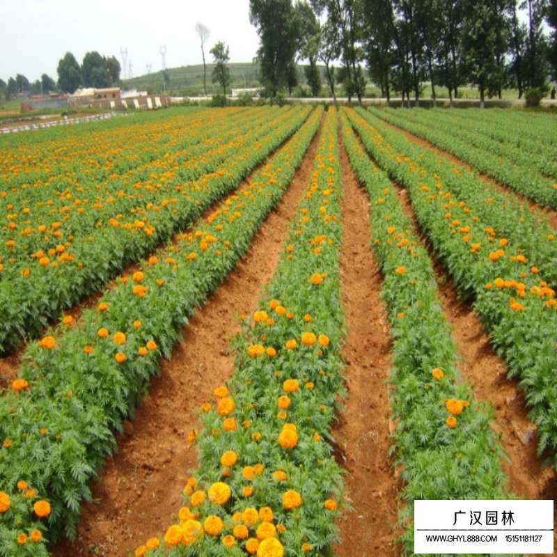 万寿菊价格
