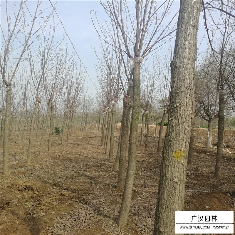 香花槐基地