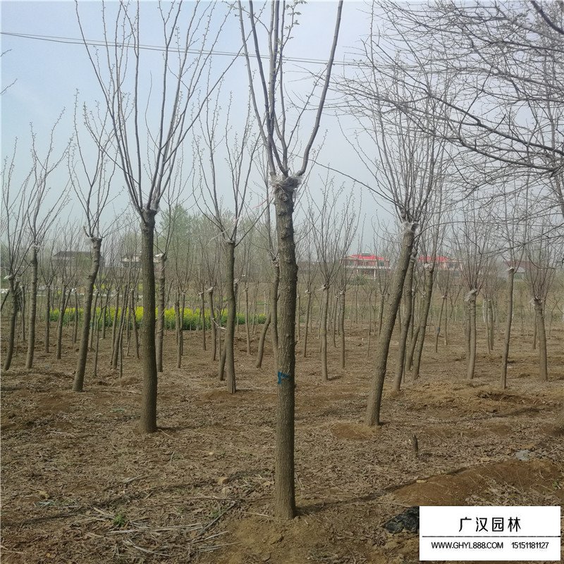 香花槐基地
