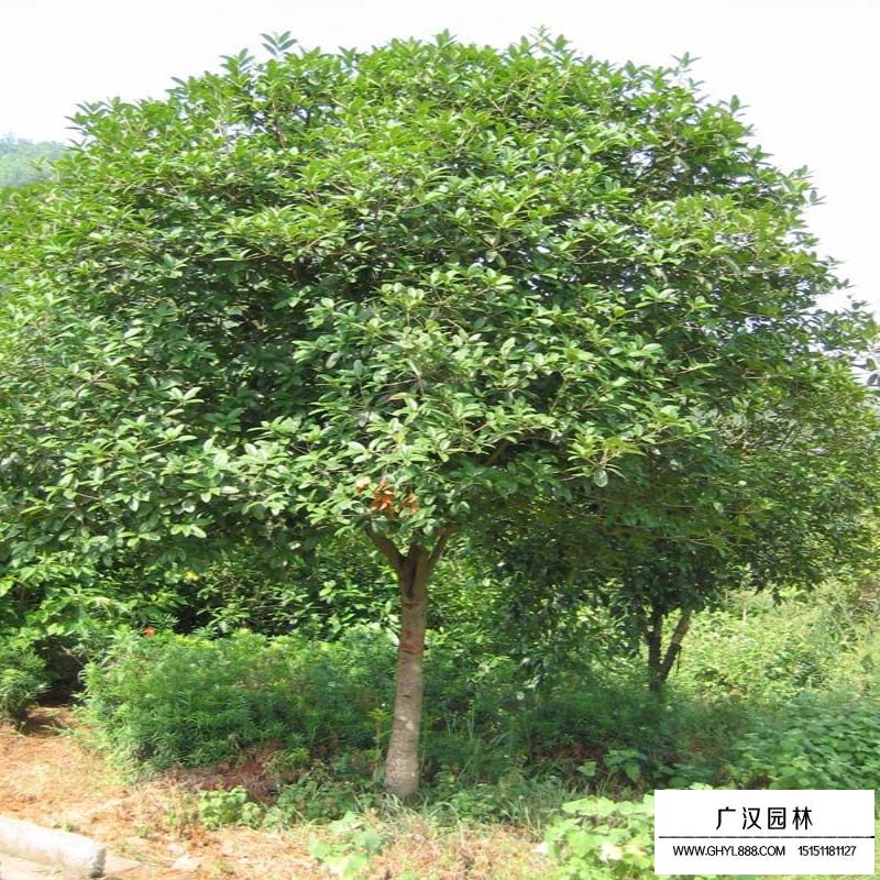 香樟基地