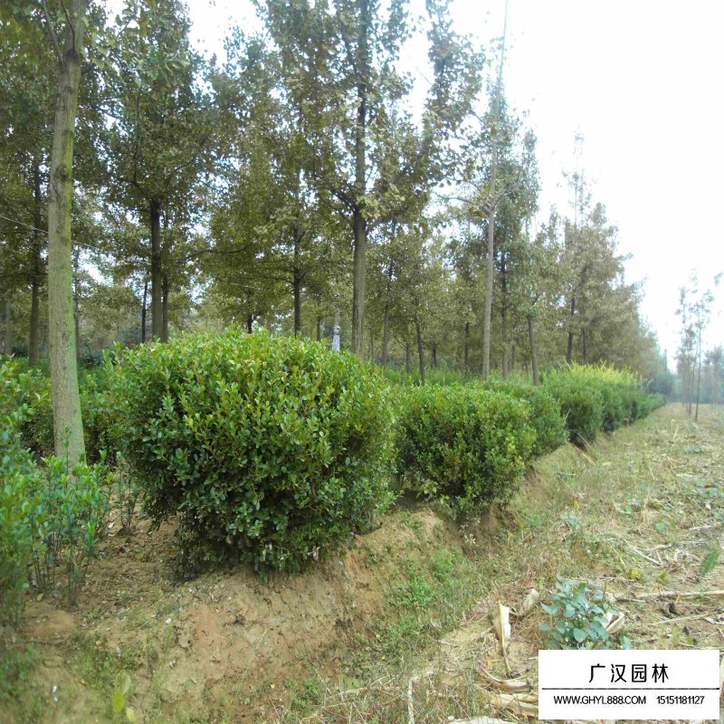 小叶黄杨苗基地