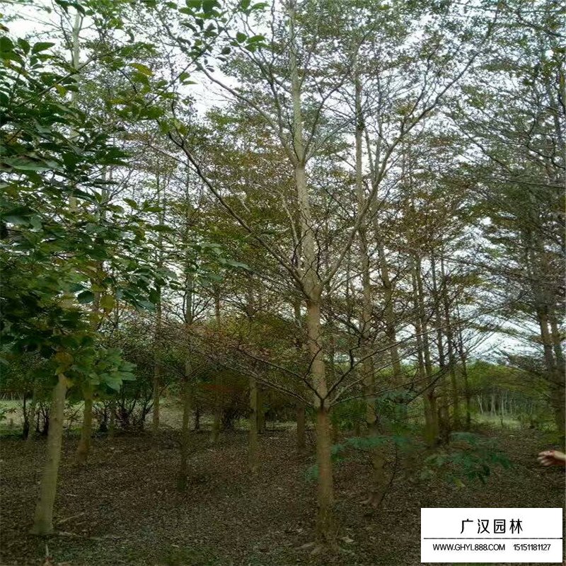 小叶榄仁产地