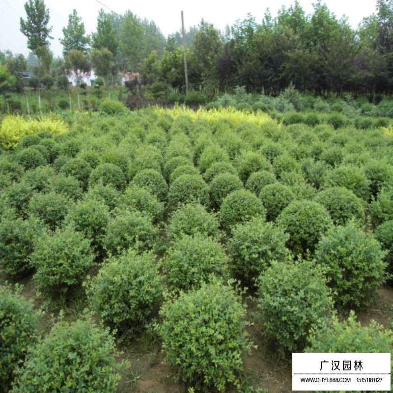 小叶女贞球产地