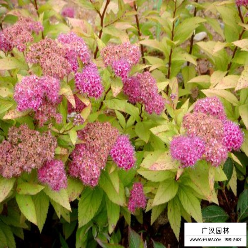 绣线菊(图5)