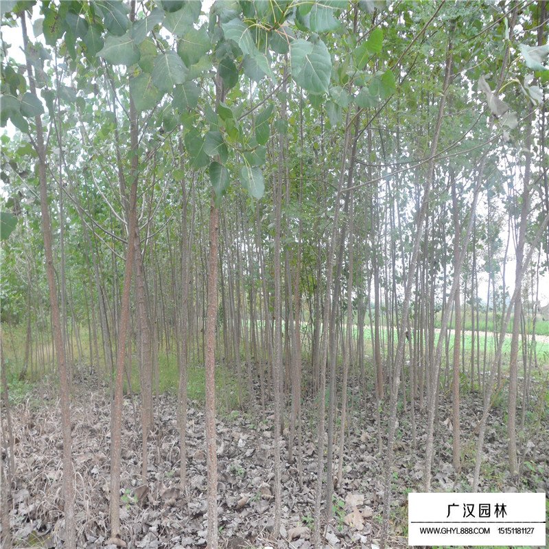 沭阳杨树产地