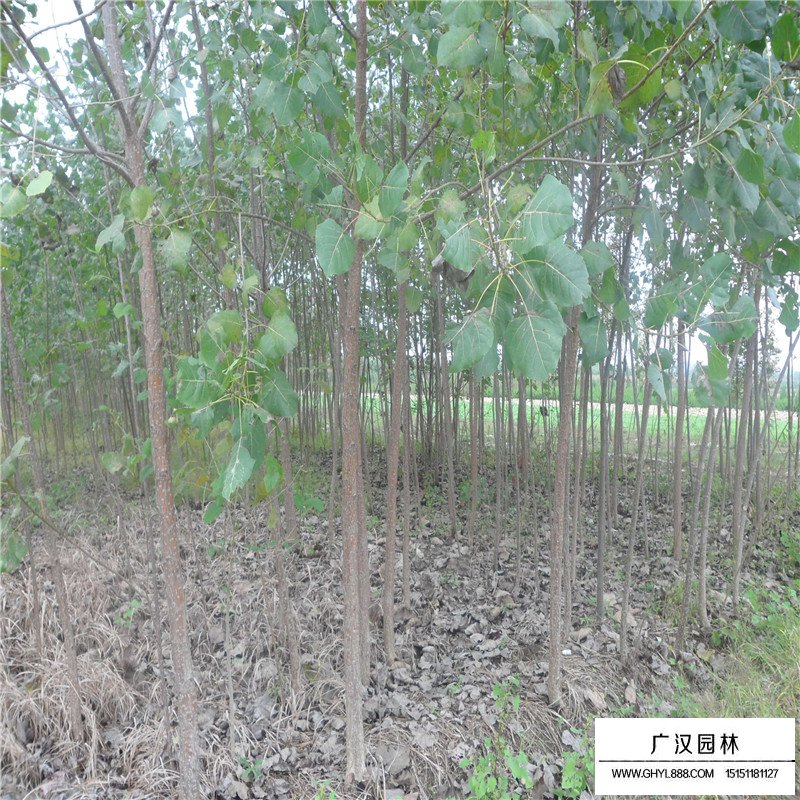 沭阳杨树产地