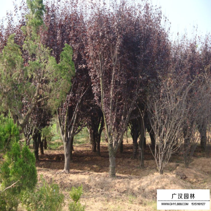紫叶李价格
