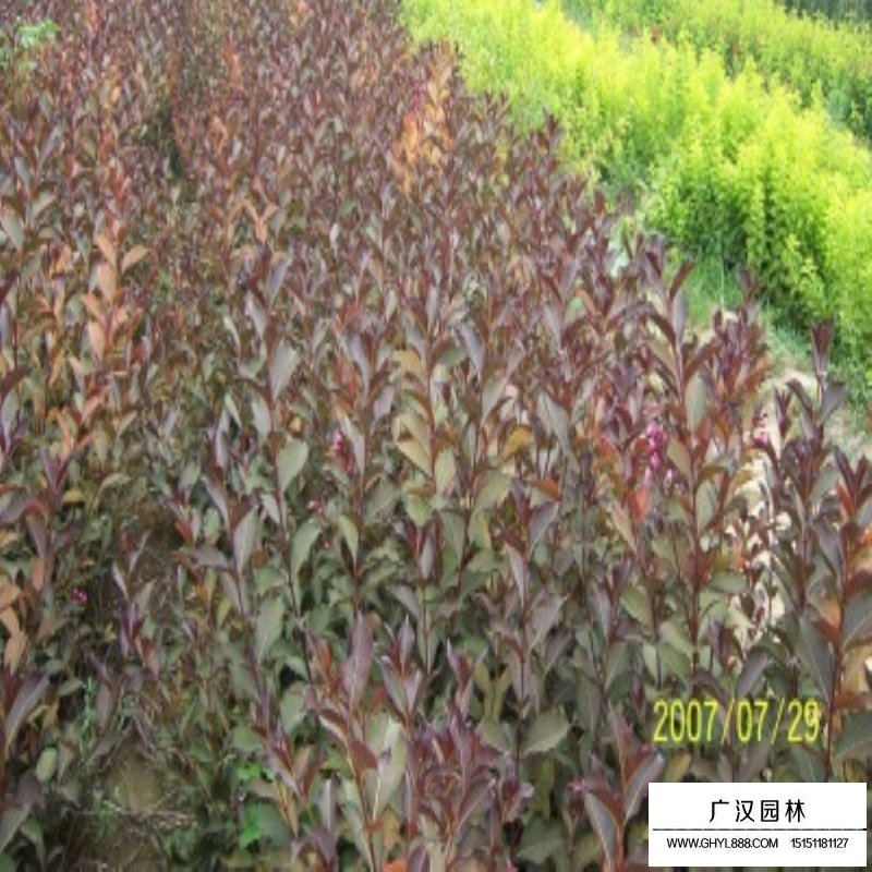 紫叶锦带产地