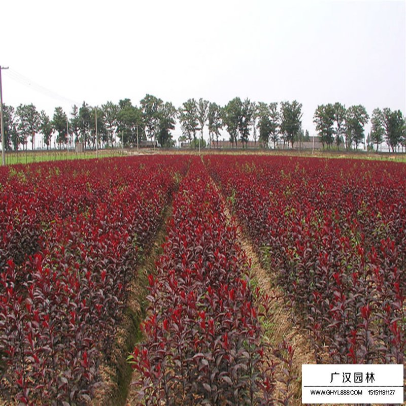 紫叶矮樱