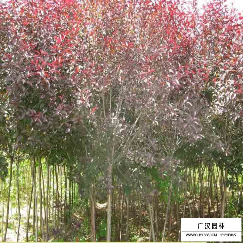 紫叶矮樱
