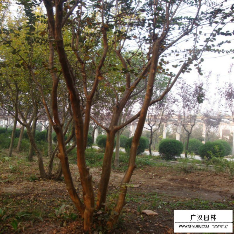 紫薇树