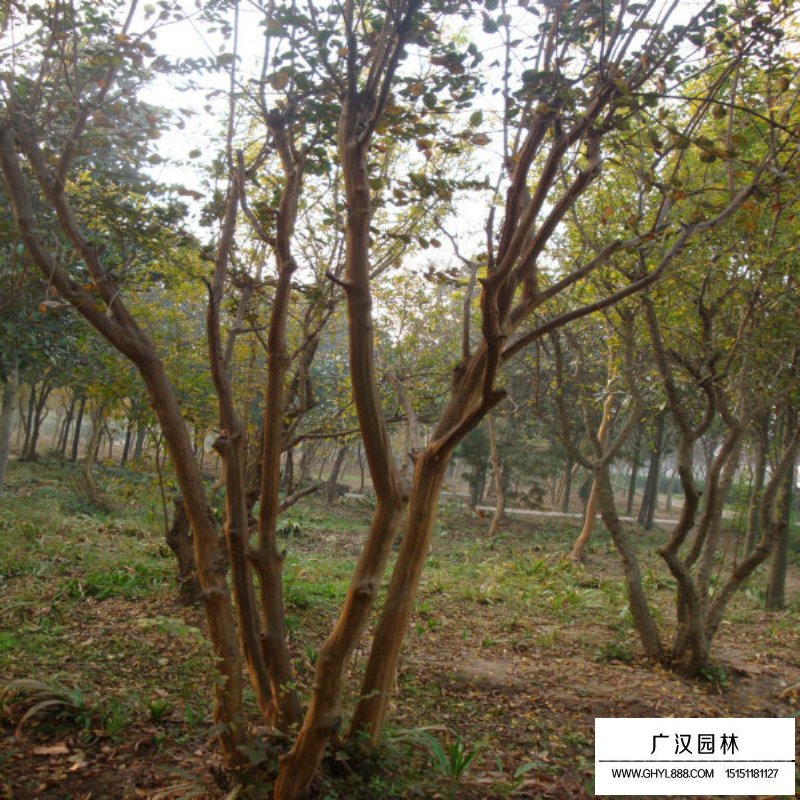 紫薇树