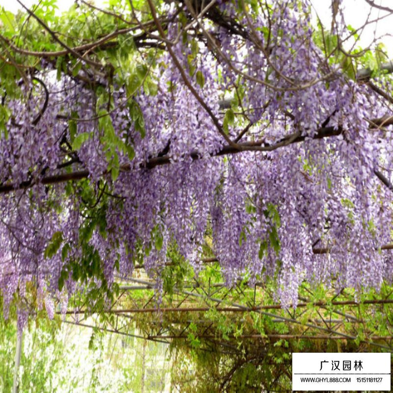 紫藤沭阳价格