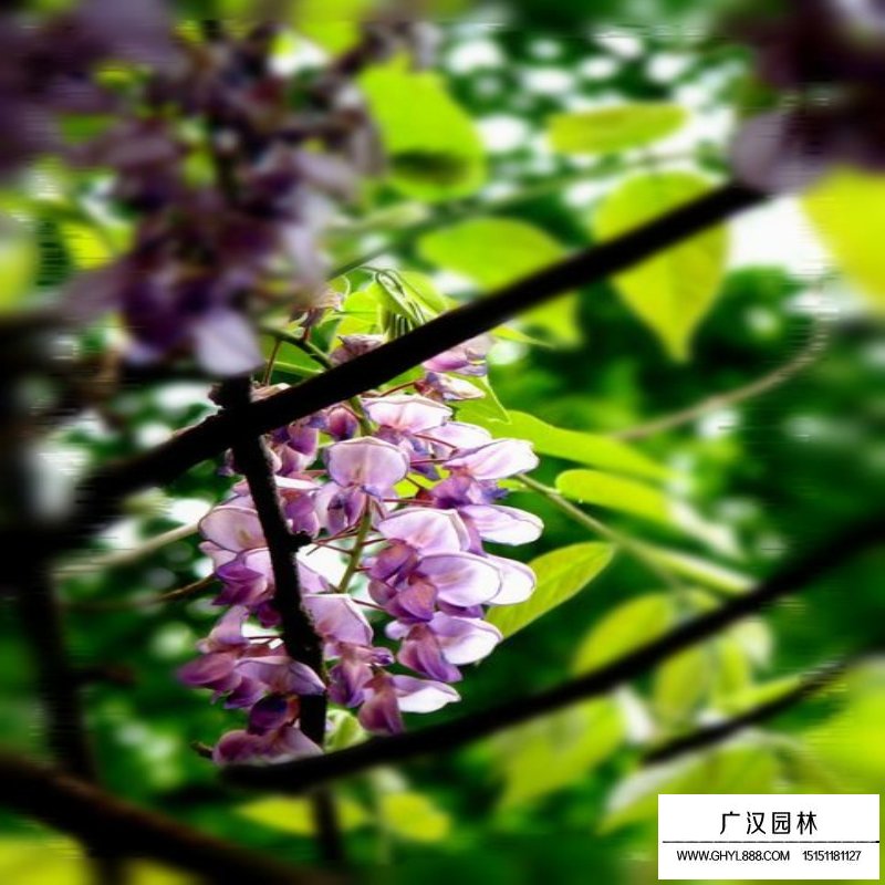 紫藤沭阳价格