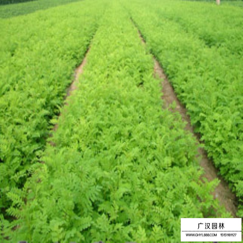 紫穗槐基地