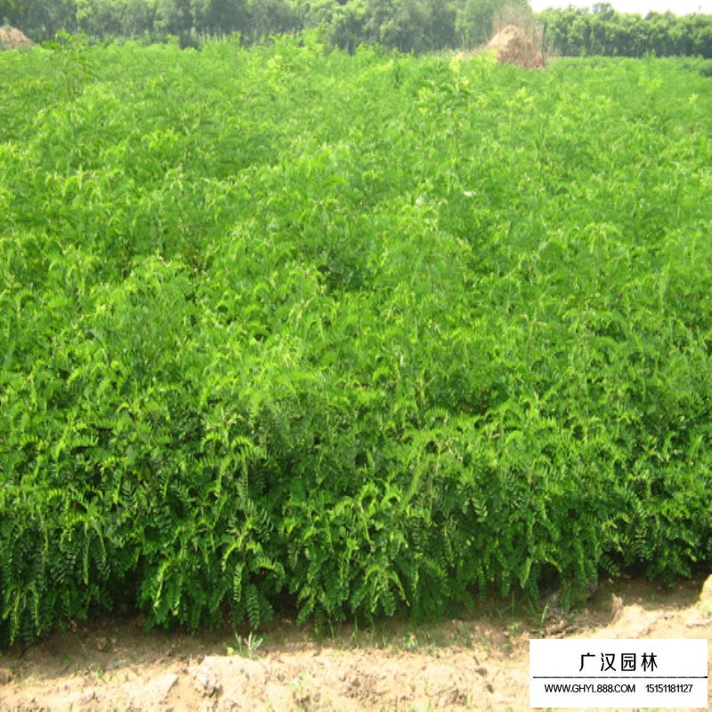 紫穗槐基地