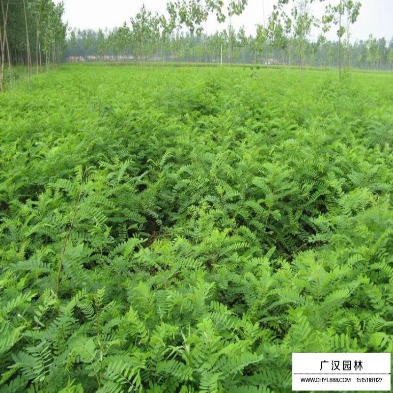 紫穗槐基地