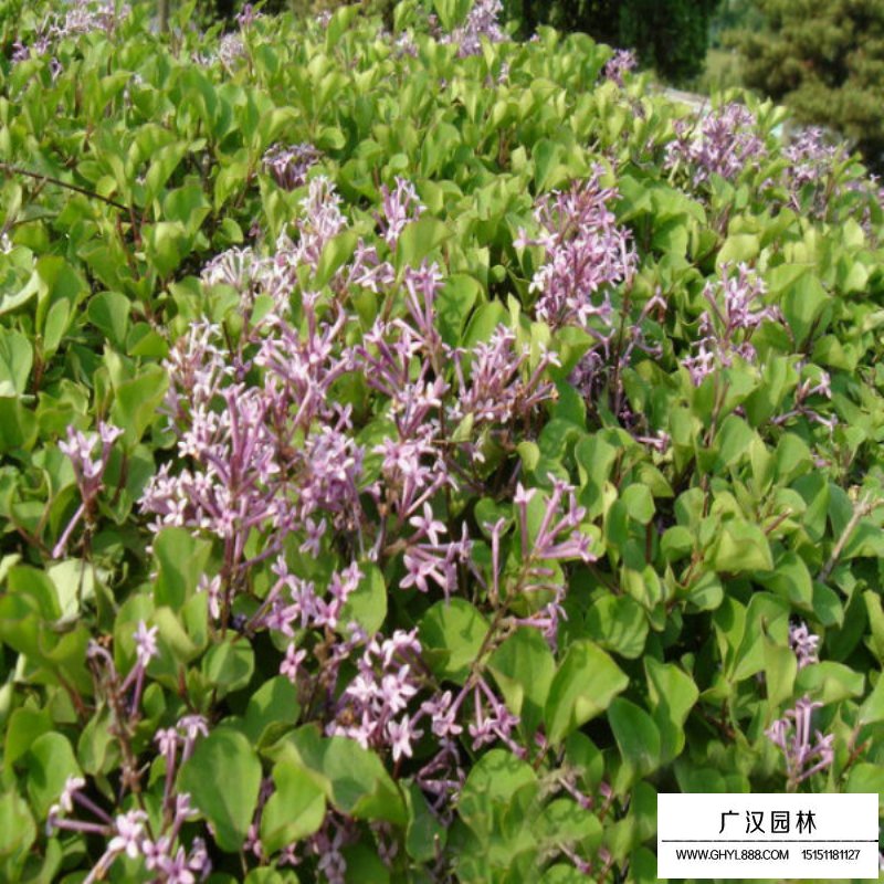 紫丁香种子的种植技术(图2)