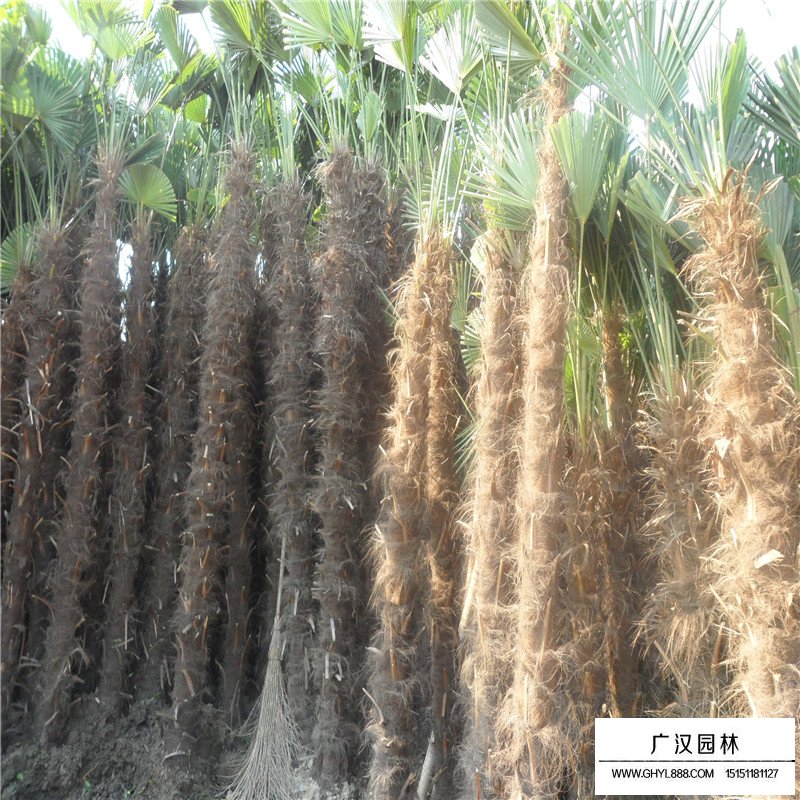 棕榈树产地