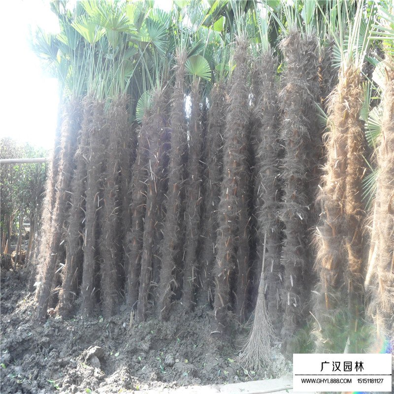 棕榈树产地