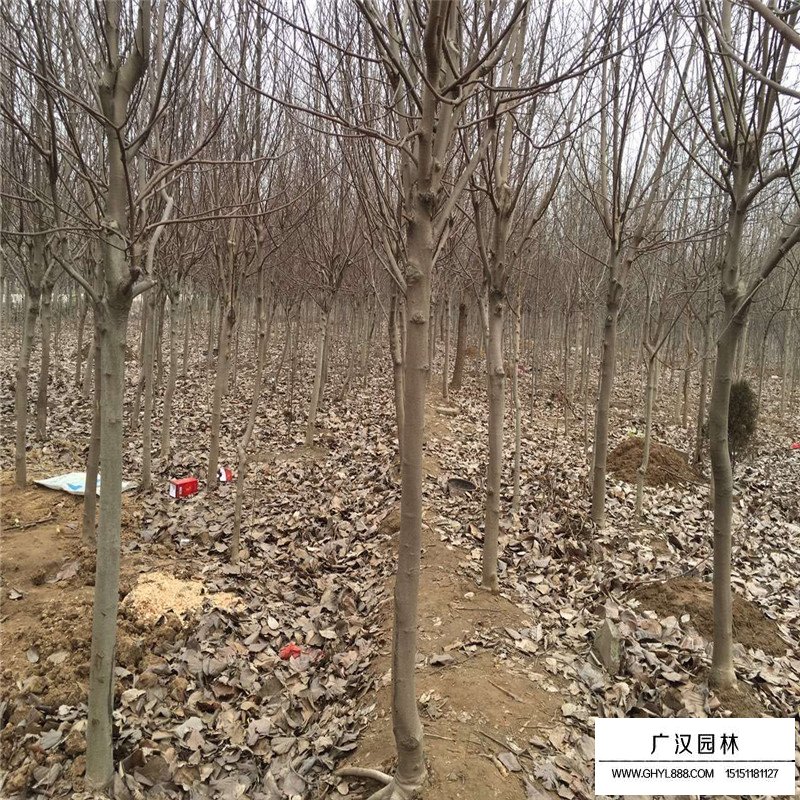 紫玉兰产地